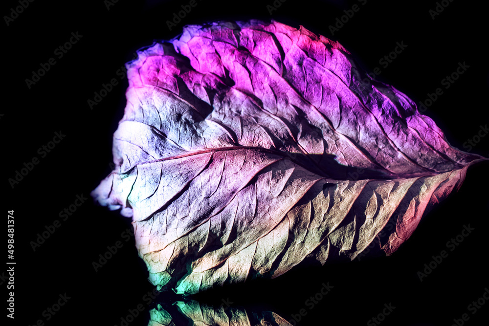 Poster Beautiful abstract leaf in neon light. Minimalism modern style concept. Background pattern for design.