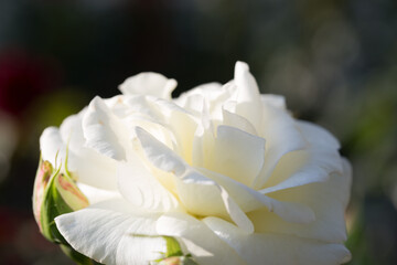 Obraz na płótnie Canvas Rose flower macro. white rose flower closeup. High quality natural background. Beautiful background