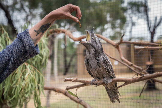 hungry tawny frogmouth