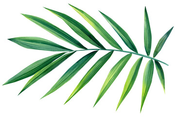 Watercolor tropical leaf on white background, green plant