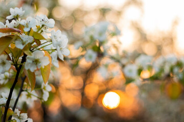 White flowers blossoming in Spring