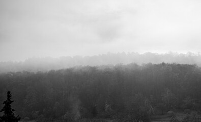 Fog rolling over a forest