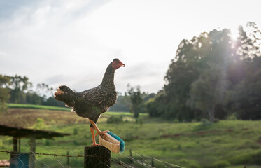 Huhn auf einen Zaunpfahl freigestellt