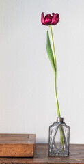 Eine Tulpe in einem Glasflakon mit Silberornamenten auf Holz