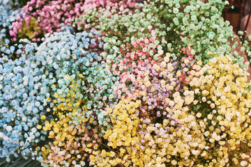 Colorful gypsophila flowers, huge bouquet with many different colors