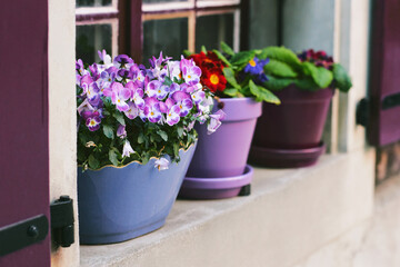 Flower pots in different shades of purple with blooming plants