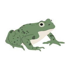 Green frog. Vector hand drawn illustration. Isolated on white background.
