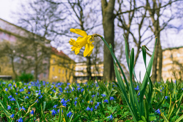 Yellow narcissus (narcissus) flower, blue and yellow primroses and green grass in blur in a city park