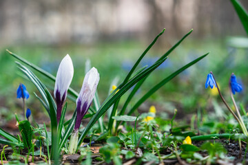 Close-up of wild spring flowers, white crocus outdoors, early spring natural background with...