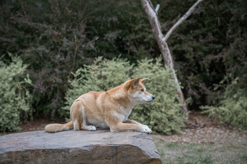 Dingo wild dog