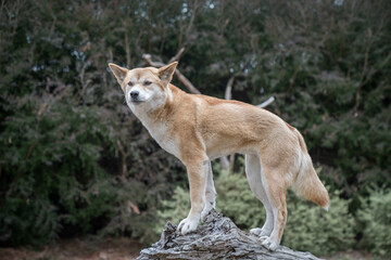 Dingo wild dog - Powered by Adobe