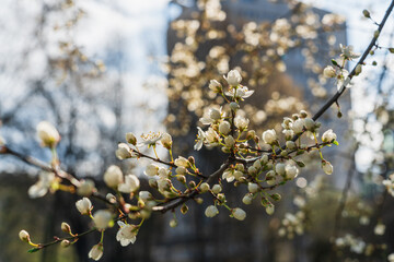 White cherry blossoms in sunlight on a blurred background of a high-rise building in early spring in April