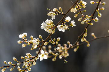 White cherry flowers on a blurred background of dark greenery in early spring in April in backlight