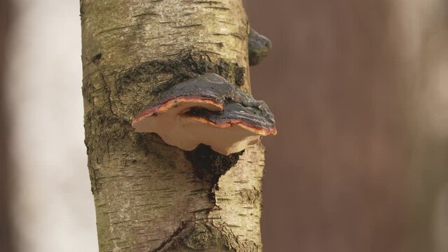 Great tit fluttering wings while slipping and sliding on slippery shelf fungus