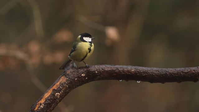 Bright Great tit on dripping wet brown branch look around and fly out of frame