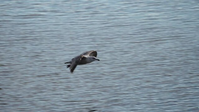 Seagull flying close to water surface fluttering wings landing by beach colony