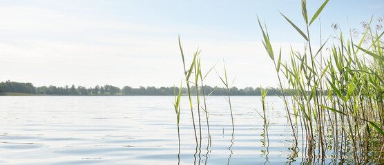 Panoramic view from the shore of a crystal clear forest lake (river). Idyllic summer landscape....