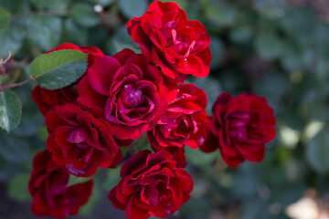 Rose flower macro. red rose flower closeup. High quality natural background. Beautiful background