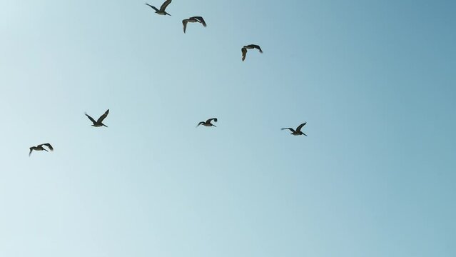 Brown pelicans flying in formation in a bright blue sky - silhouette in slow motion