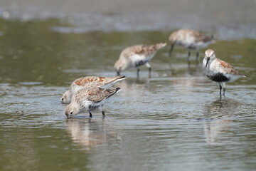 dunlin in the sea