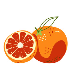 Grapefruit whole and half. Healthy citrus fruits. Vector illustration in hand-drawn style isolated on a white background