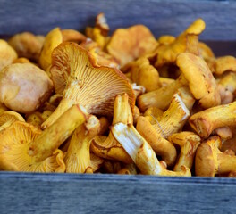 Fresh chanterelles, fungi after picking from the forest - background and texture - eating natural	