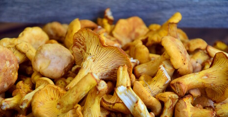 Frische Pilze, Pfifferling, roh nach der Ernte