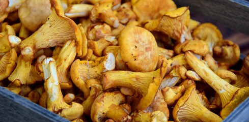 Fresh chanterelles, fungi after picking from the forest - background and texture - eating natural	