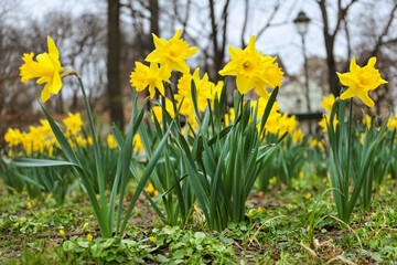 Fototapeta premium Yellow daffodils (Narcissus) on flowerbed in European city park, close-up, ground level view. Springtime natural outdoor horizontal background. Early spring flowers native in Europe.