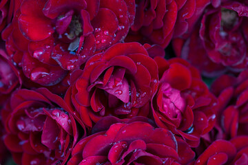Rose flower macro. red rose flower closeup. High quality natural background. Beautiful background