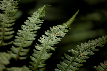 Fern on dark background. Fern plant in forest.