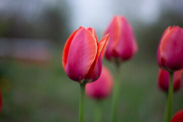Tulips are pink. Tulips in garden. Flowers taken large.