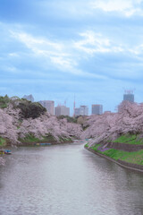 2022年 3月　千鳥ヶ淵の桜