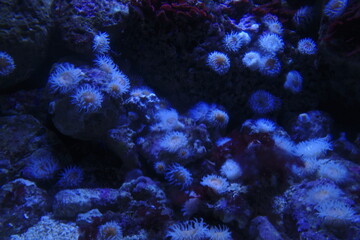 Sea life in an aquarium