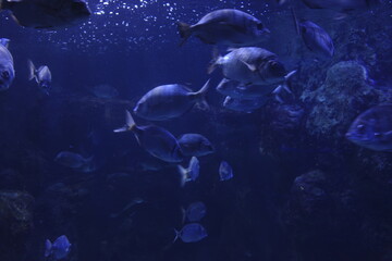 Naklejka na ściany i meble Sea life in an aquarium