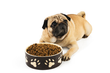 Hungry pug dog with food ready to eat