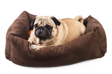 Emotional pug in a bed for dogs isolated on white. Comfort for pet.
