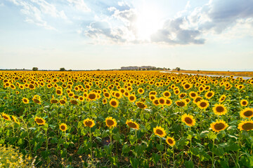Field of blooming sunflowers on a background sunset. Wonderful panoramic view field of sunflowers by summertime