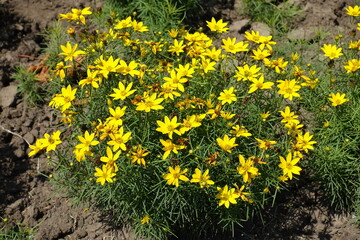 Fading yellow flowers of Coreopsis verticillata in July