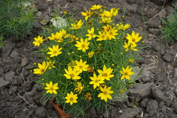 Florescence of Coreopsis verticillata in mid July