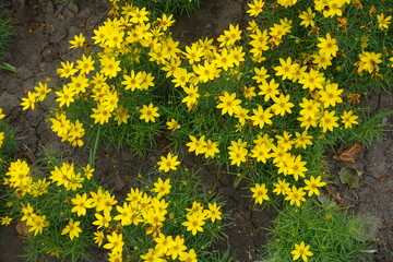 Many yellow flowers of Coreopsis verticillata in mid July