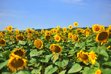 Field of sunflowers . Sunflowers against a clear blue sky. Landscape of a sunflower field.Free copy space.