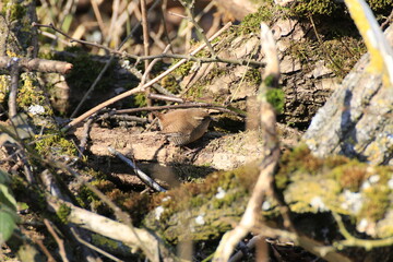 Rotkehlchen (Erithacus rubecula)