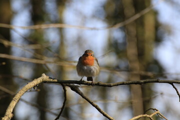 Rotkehlchen (Erithacus rubecula)