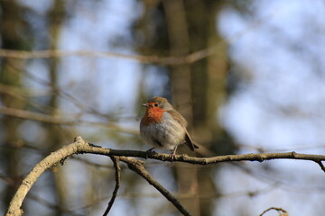 Rotkehlchen (Erithacus rubecula)