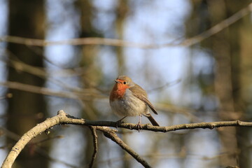 Rotkehlchen (Erithacus rubecula)