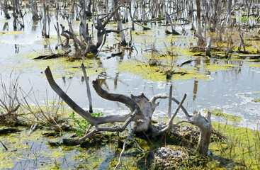 Dried tree in swamp with salt water, Environmental