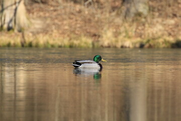 Stockente (Anas platyrhynchos)