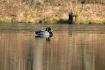 Stockente (Anas platyrhynchos)
