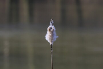 Schilfrohr mit Pollen